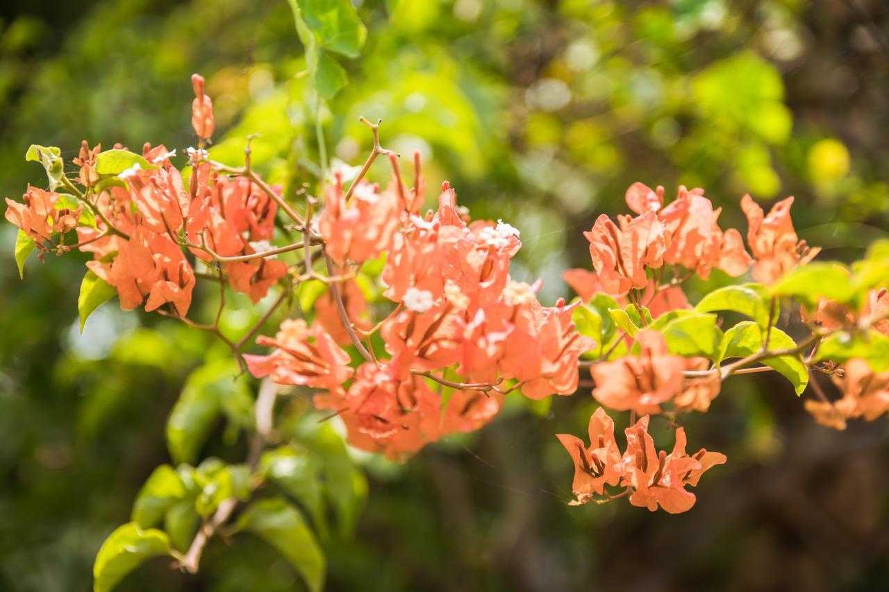 نزل كامبوتفي The Plantation المظهر الخارجي الصورة